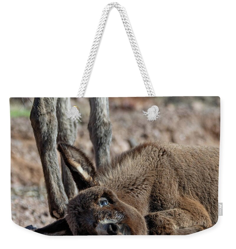 Wild Burros Weekender Tote Bag featuring the photograph Too Much Cute by Mary Hone