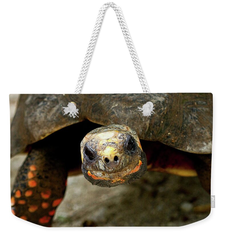 Tortoise St. Maartin Weekender Tote Bag featuring the photograph Tortoise in St. Maarten by David Morehead