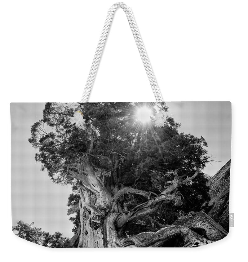Pine Weekender Tote Bag featuring the photograph Tough Place by Lawrence Knutsson
