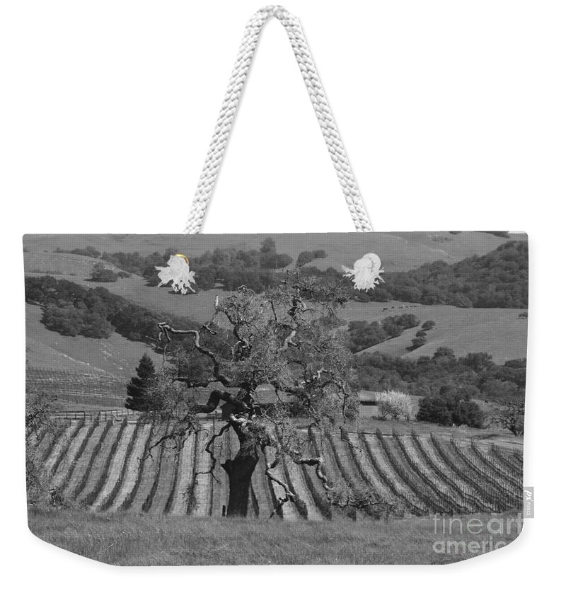 Tree Weekender Tote Bag featuring the photograph Tree of the Vineyard by Tony Lee