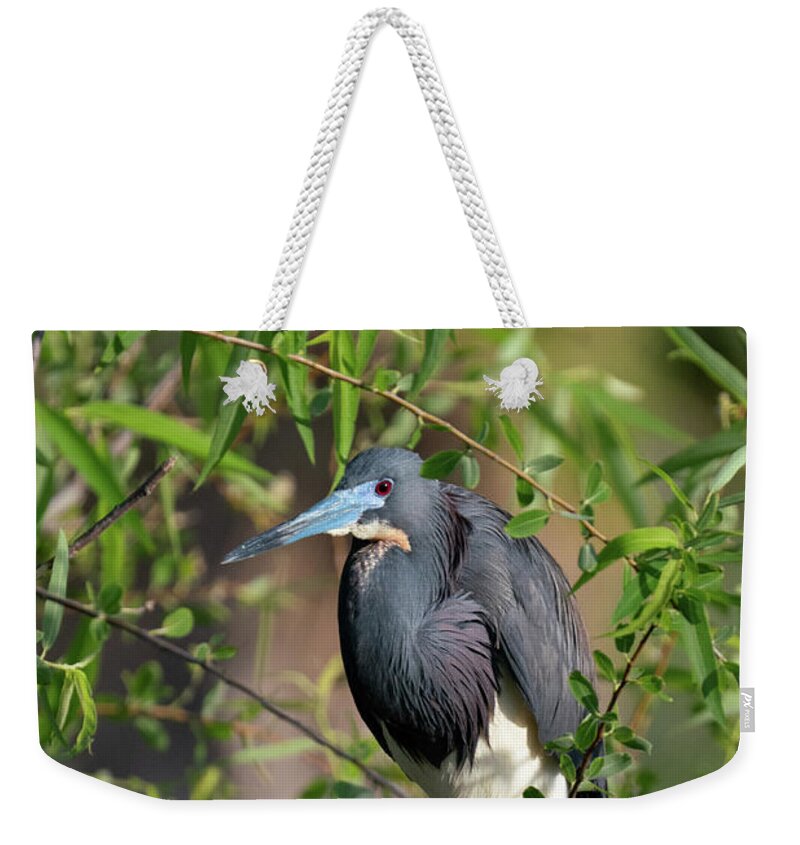 Hunting Island State Park Weekender Tote Bag featuring the photograph Tri-Colored Heron 4 by Joye Ardyn Durham