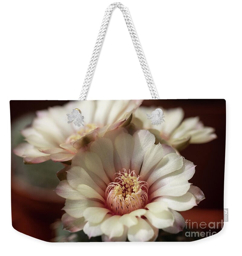 Cactus Weekender Tote Bag featuring the photograph Trio by Eva Lechner