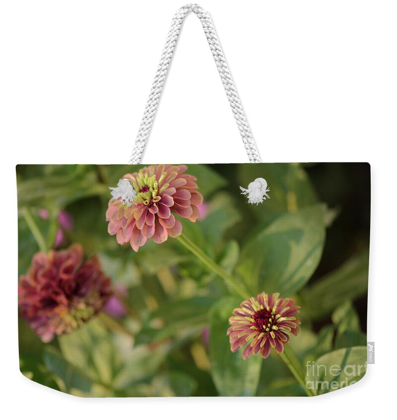 Queen Lime Red Zinnia Weekender Tote Bag featuring the photograph Trio of Queen Lime Red Zinnias by Tamara Becker