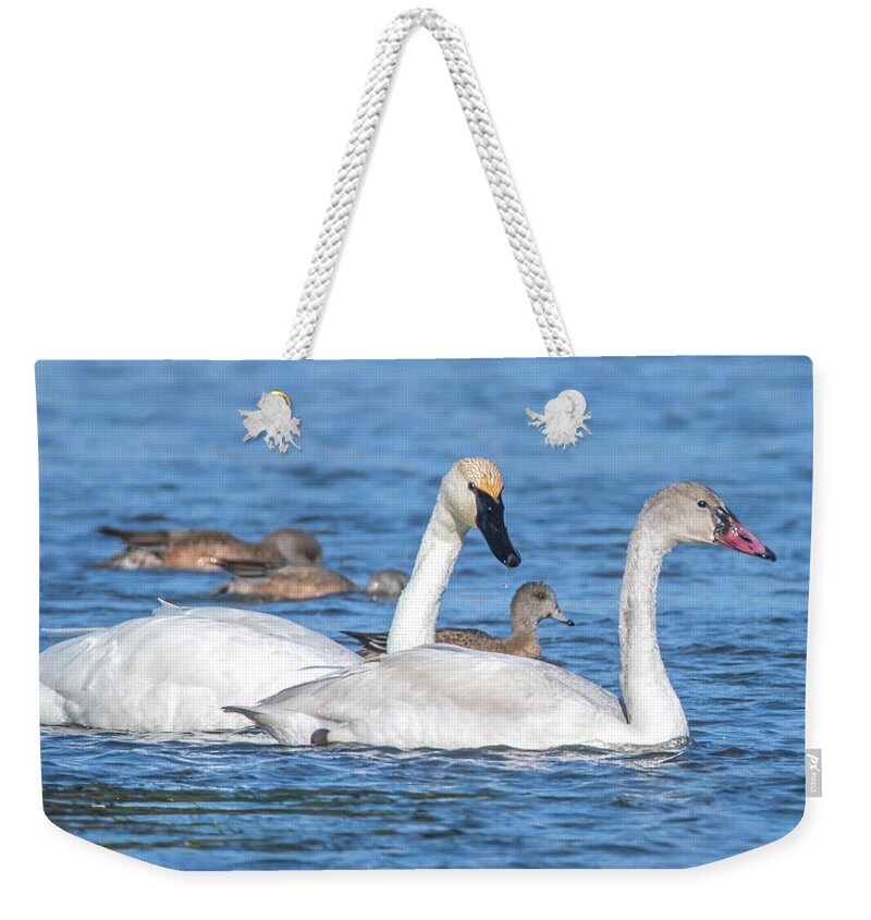 Trumpeter Swans Weekender Tote Bag featuring the photograph Trumpeter Swans 8020-120920-2 by Tam Ryan