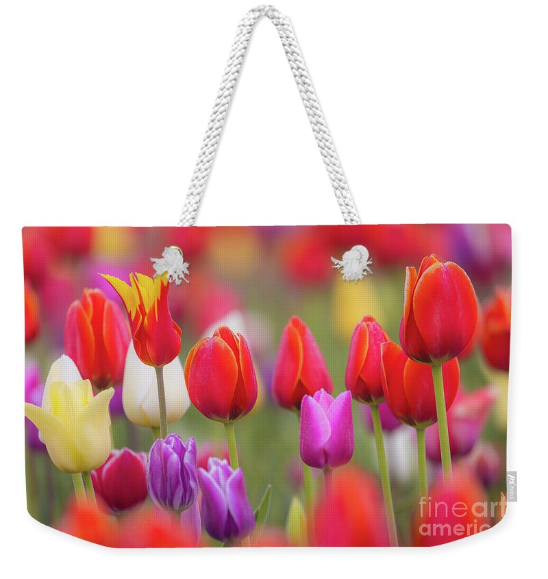 America Weekender Tote Bag featuring the photograph Tulip Study 1 by Inge Johnsson
