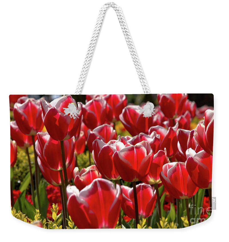 Nature Weekender Tote Bag featuring the photograph Tulip Train by Stephen Melia