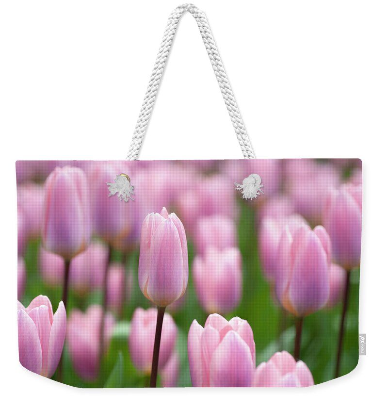 Jenny Rainbow Fine Art Photography Weekender Tote Bag featuring the photograph Tulipa Light and Dreamy 4 by Jenny Rainbow