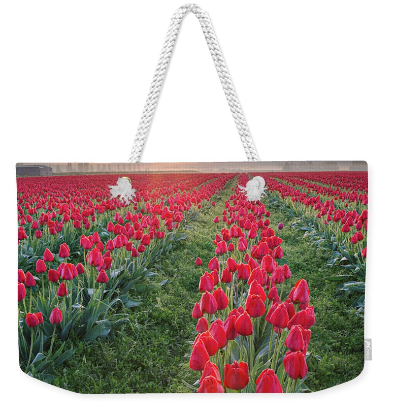 Tulips Weekender Tote Bag featuring the photograph Tulips at Sunrise by Michael Rauwolf