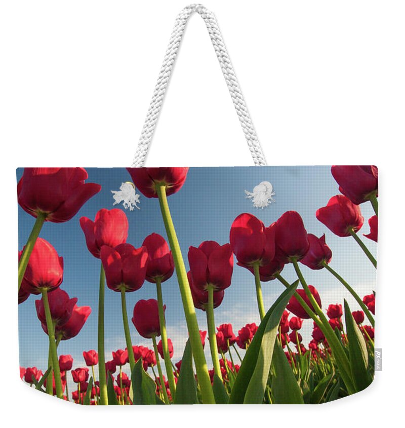 Tulips Weekender Tote Bag featuring the photograph Tulips Looking Up by Michael Rauwolf