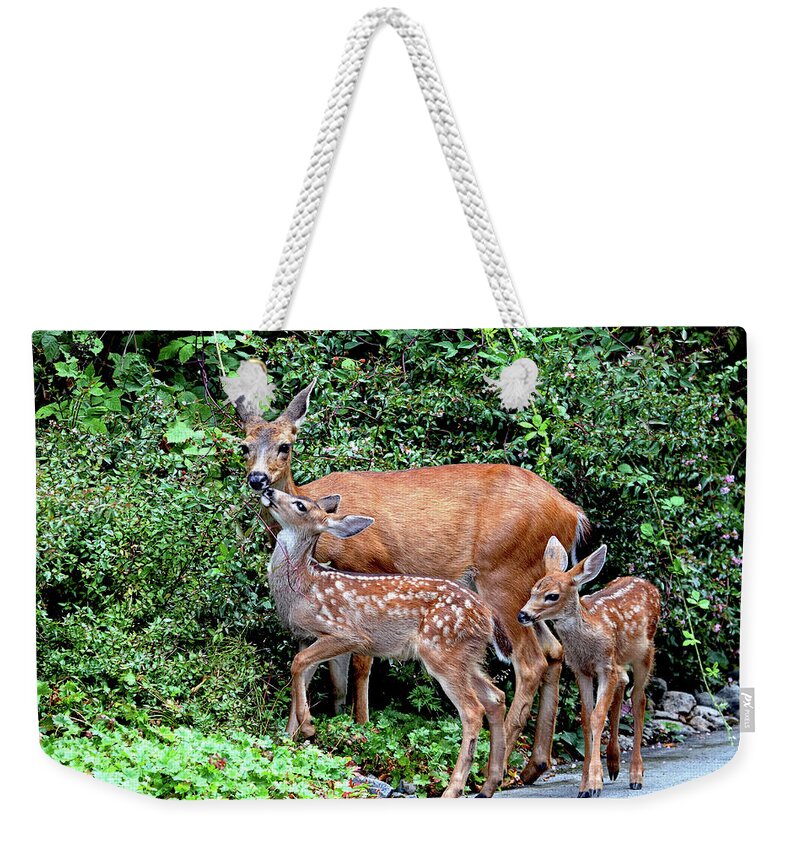 Deer Weekender Tote Bag featuring the photograph Twin Fawns and Mother Deer by Peggy Collins