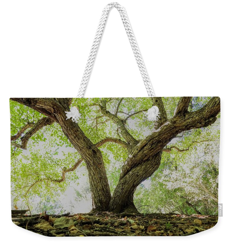 Tree Weekender Tote Bag featuring the photograph Twisted Tree by Amanda R Wright
