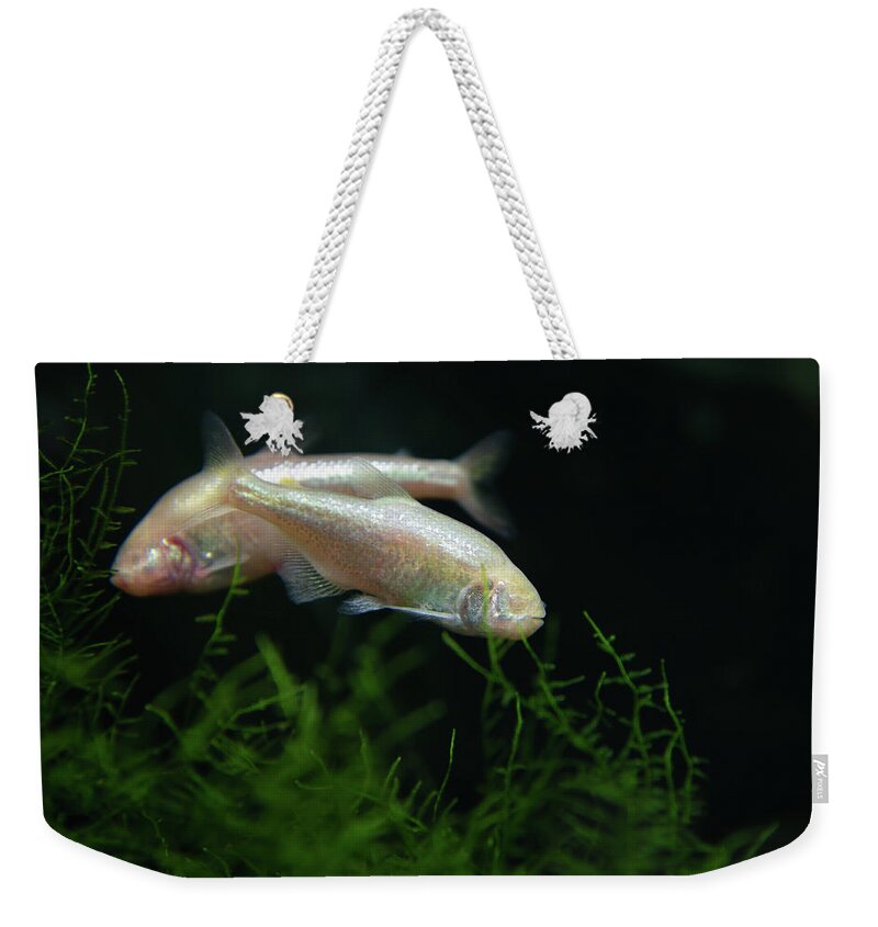 Two Blind Cave Characin Astyanax Mexicanus Mexican Tetra Weekender Tote Bag For Sale By Ashley Swanson