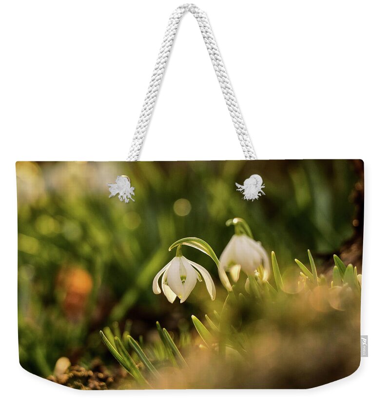 Galanthus Nivalis Weekender Tote Bag featuring the photograph Galanthus nivalis at spring by Vaclav Sonnek