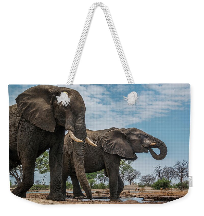 Elephants Weekender Tote Bag featuring the photograph Two Bull Elephants by Bill Cubitt
