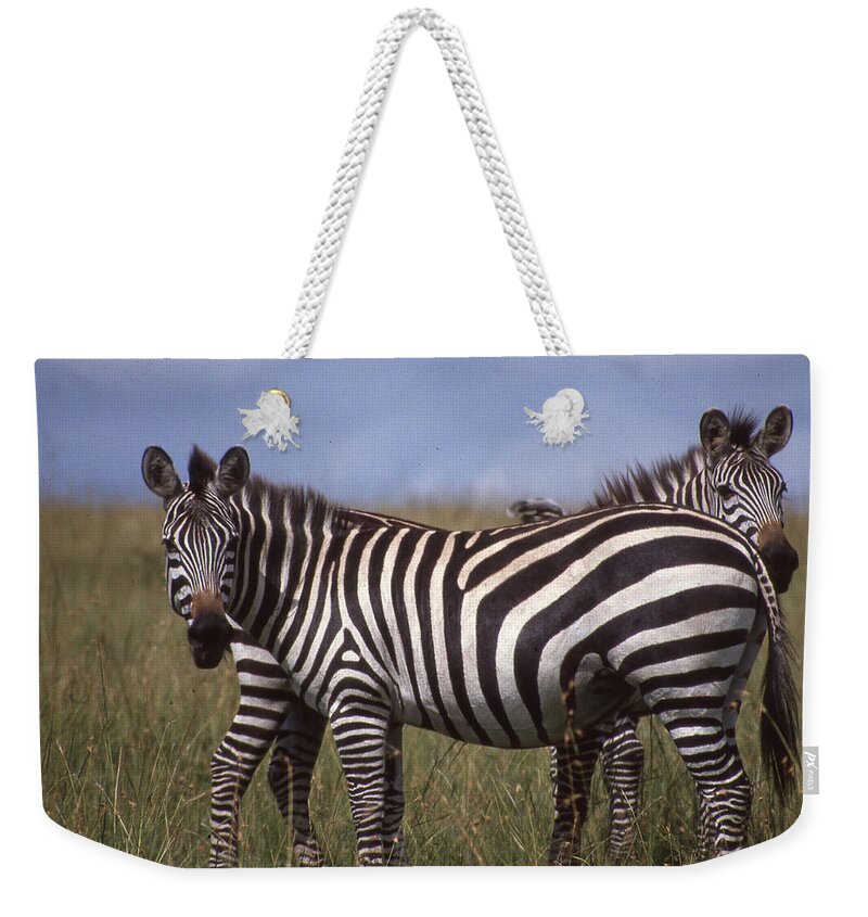 Africa Weekender Tote Bag featuring the photograph Two Zebras Looking at Camera by Russel Considine