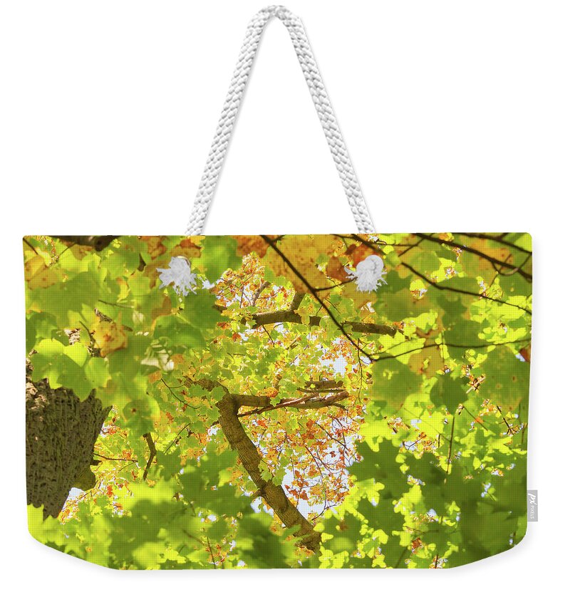 Fall Weekender Tote Bag featuring the photograph Up in the Autumn Tree by Auden Johnson