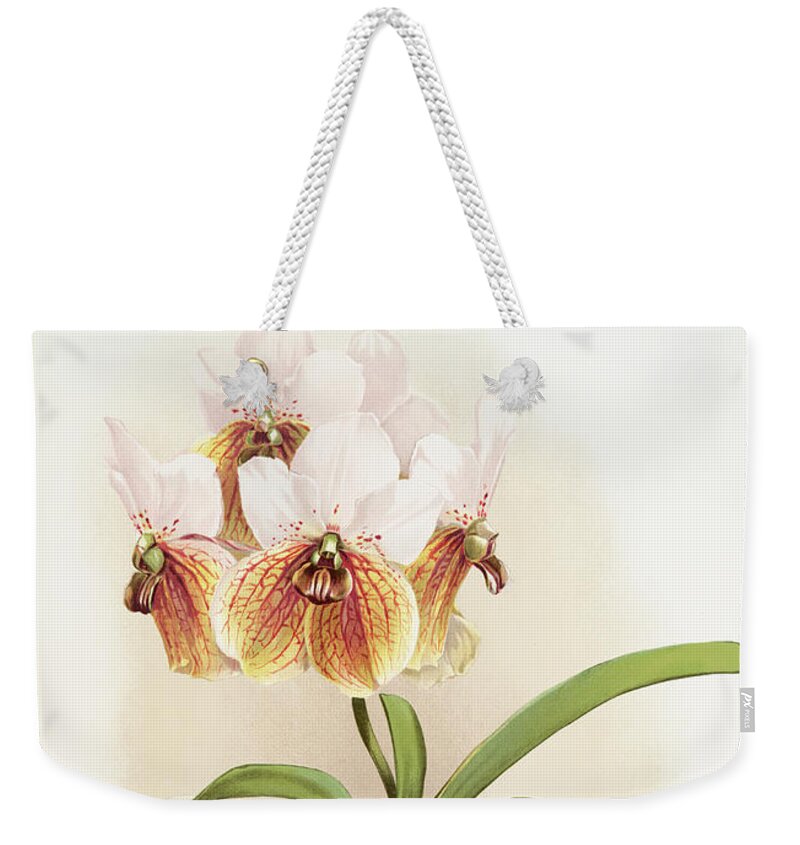 Reichenbachia Orchids Weekender Tote Bag featuring the painting Vanda sanderiana Orchid by World Art Collective