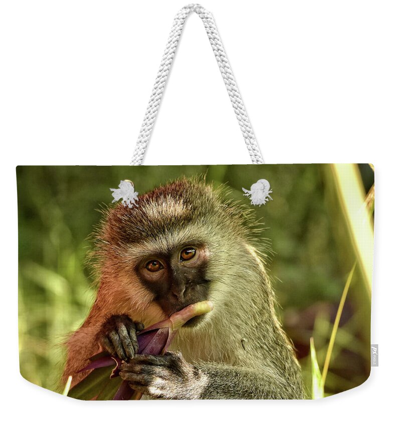 Africa Weekender Tote Bag featuring the photograph Vervet Monkey in Kenya by Mitchell R Grosky