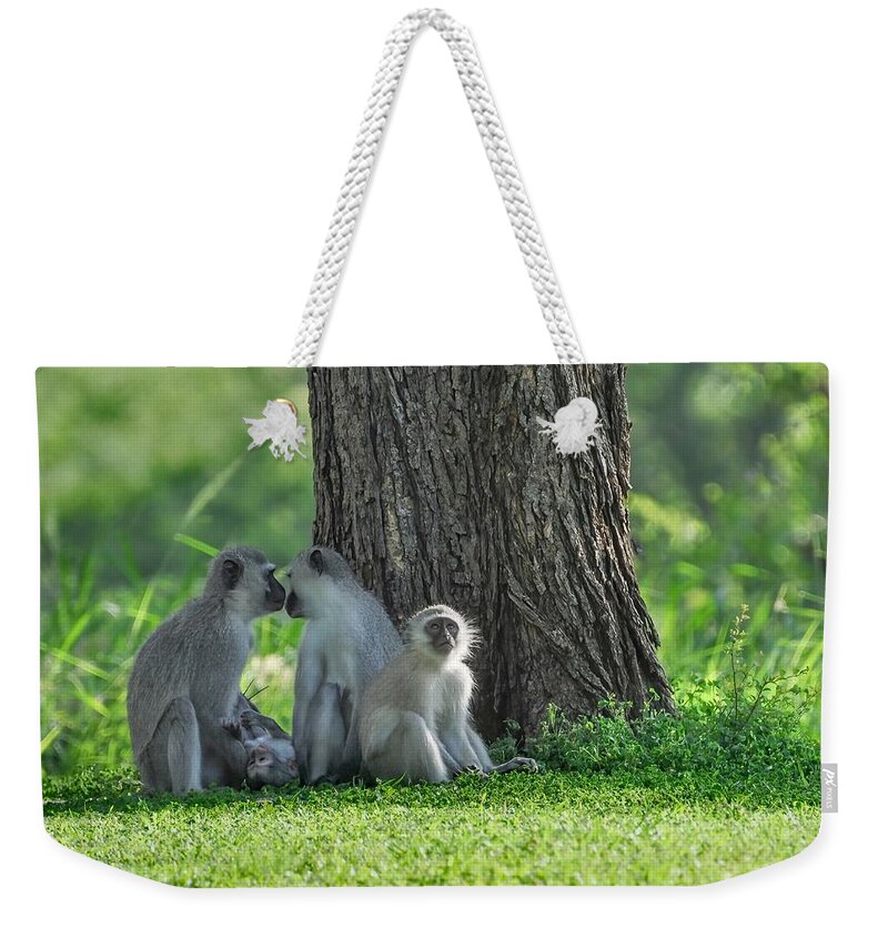 Monkey Weekender Tote Bag featuring the photograph Vervet Monkeys of andBeyond Kirkman Kamp by Rebecca Herranen