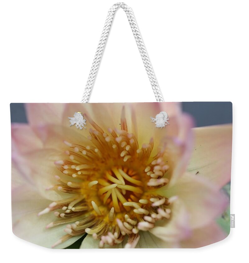 Water Lily Weekender Tote Bag featuring the photograph Intricate and Vibrant by Mingming Jiang