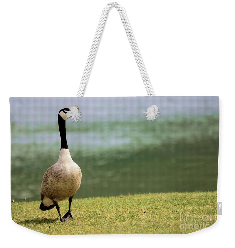 Goose Weekender Tote Bag featuring the photograph Vigilant Canada Goose by Kae Cheatham