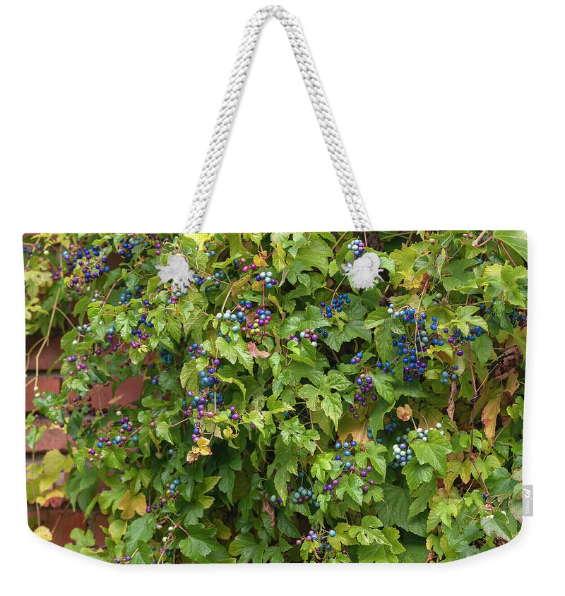 Jenny Rainbow Fine Art Photography Weekender Tote Bag featuring the photograph Vines of Porcelain Berries by Jenny Rainbow