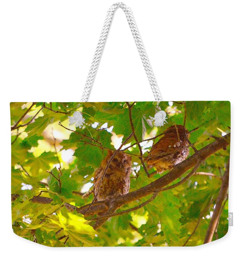 Eastern Screech Owls Weekender Tote Bag featuring the photograph Visitors in my Backyard by Stacie Siemsen