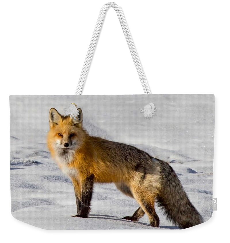 Fox Weekender Tote Bag featuring the photograph Vixen by Carolyn Mickulas