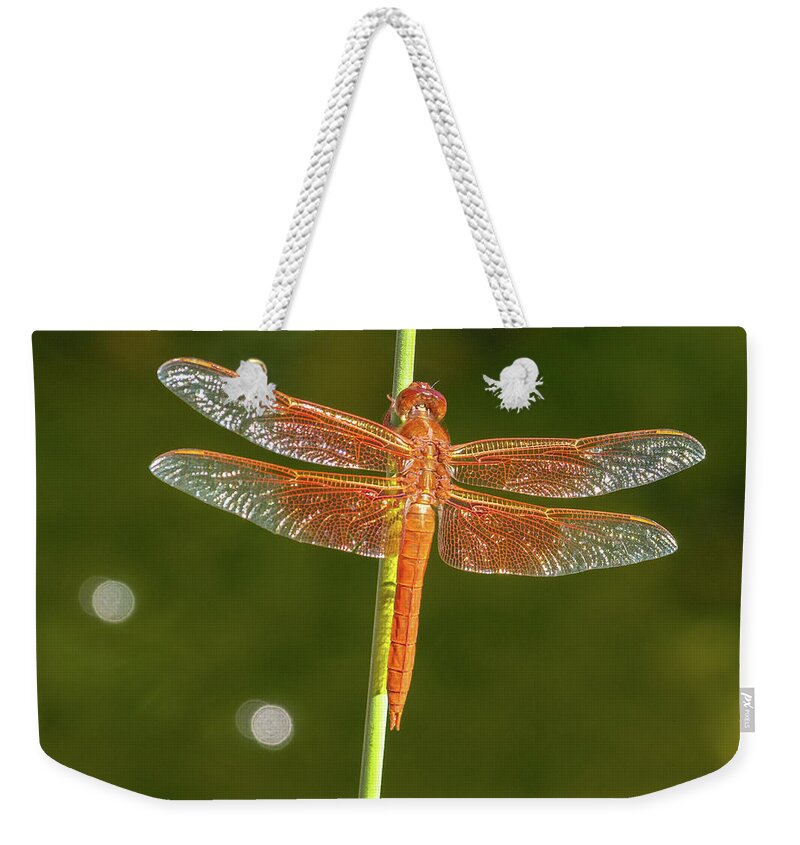 Color Weekender Tote Bag featuring the photograph Waiting Red Dragon by Jean Noren