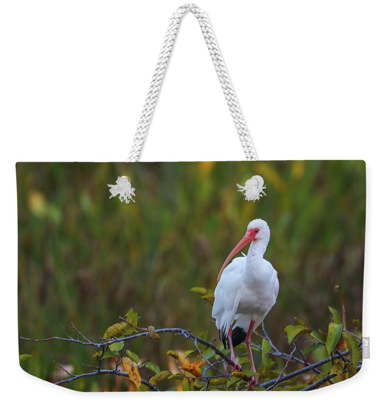 Tricolored Heron Weekender Tote Bag featuring the photograph Wakodahatchee Wetlands Ibis by Juergen Roth