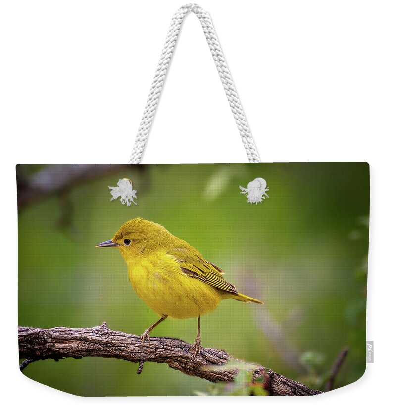 2018 Weekender Tote Bag featuring the photograph Warbler by Erin K Images