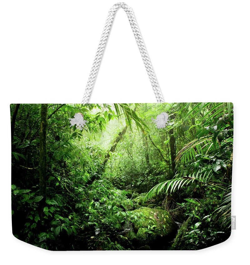 #faatoppicks Weekender Tote Bag featuring the photograph Warm Glow Rainforest Creek by Nicklas Gustafsson