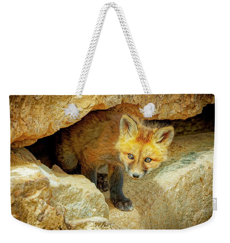 Fox Weekender Tote Bag featuring the photograph Wary Fox Kit by Fred J Lord