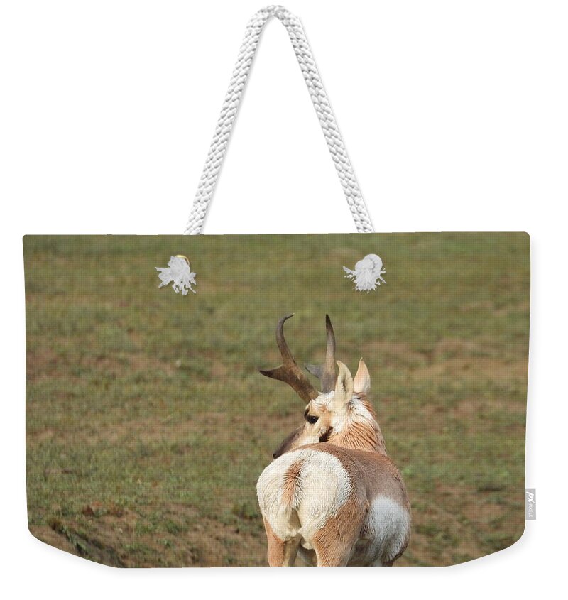 Antelope Weekender Tote Bag featuring the photograph Watchful Antelope by Amanda R Wright