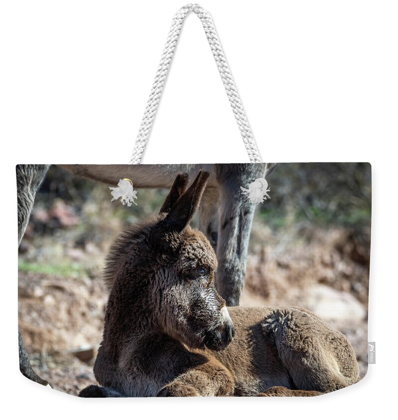 Wild Burros Weekender Tote Bag featuring the photograph Watchful Baby Burro by Mary Hone