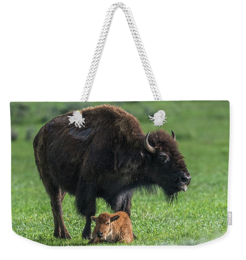 Mammal Weekender Tote Bag featuring the photograph Watching Over Baby by Paul Freidlund