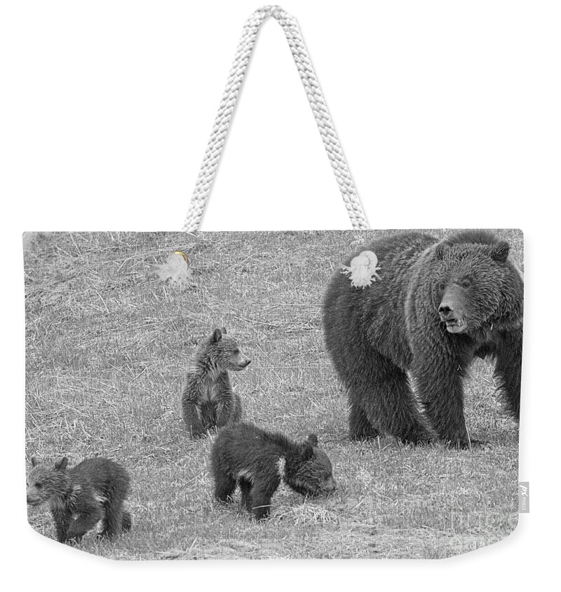 Grizzly Weekender Tote Bag featuring the photograph Watching Over The Grizzly Triplets Black And White by Adam Jewell