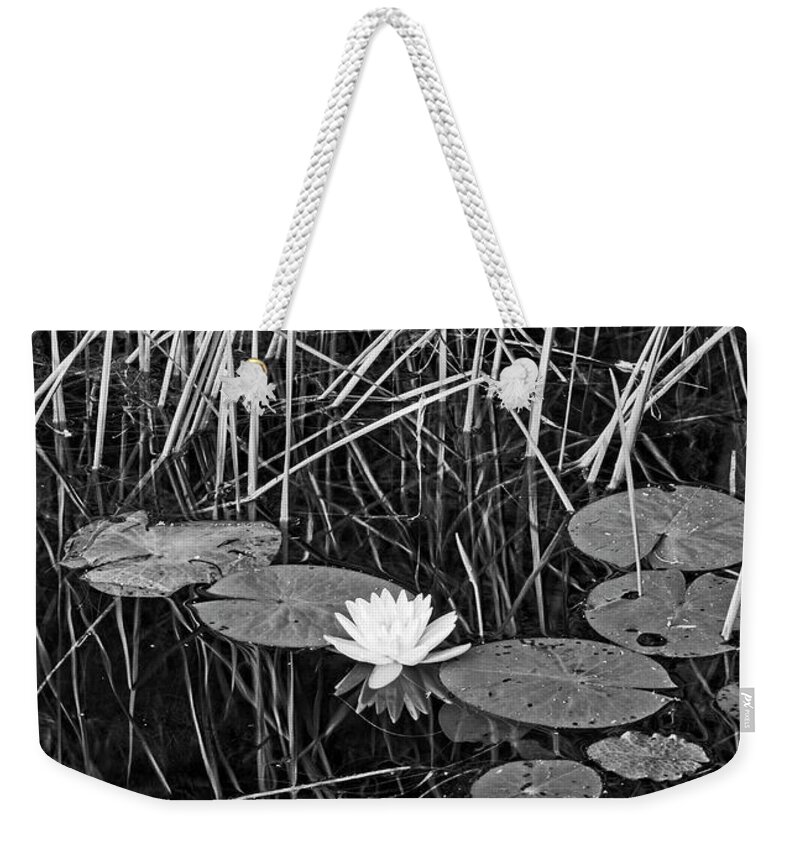 Lily Weekender Tote Bag featuring the photograph Water Lily 4 BW, Lake Pennesseewassee, Maine by Steven Ralser
