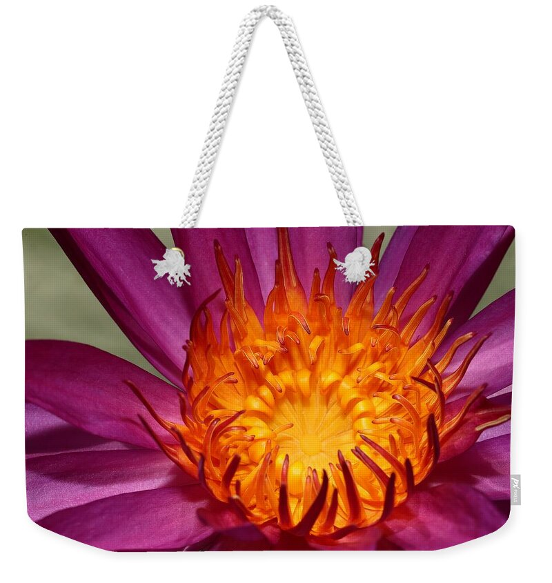 Water Lily Weekender Tote Bag featuring the photograph Water Lily on Fire by Mingming Jiang