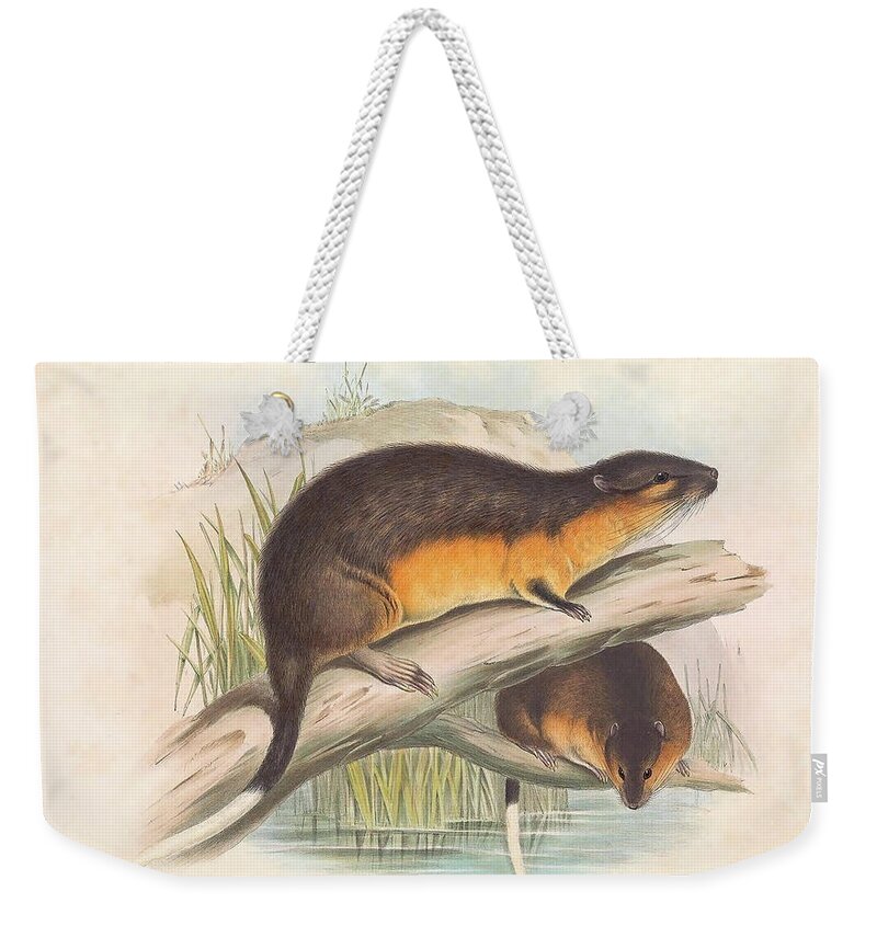 Australia Weekender Tote Bag featuring the drawing Water Rat or Rakali by John Gould