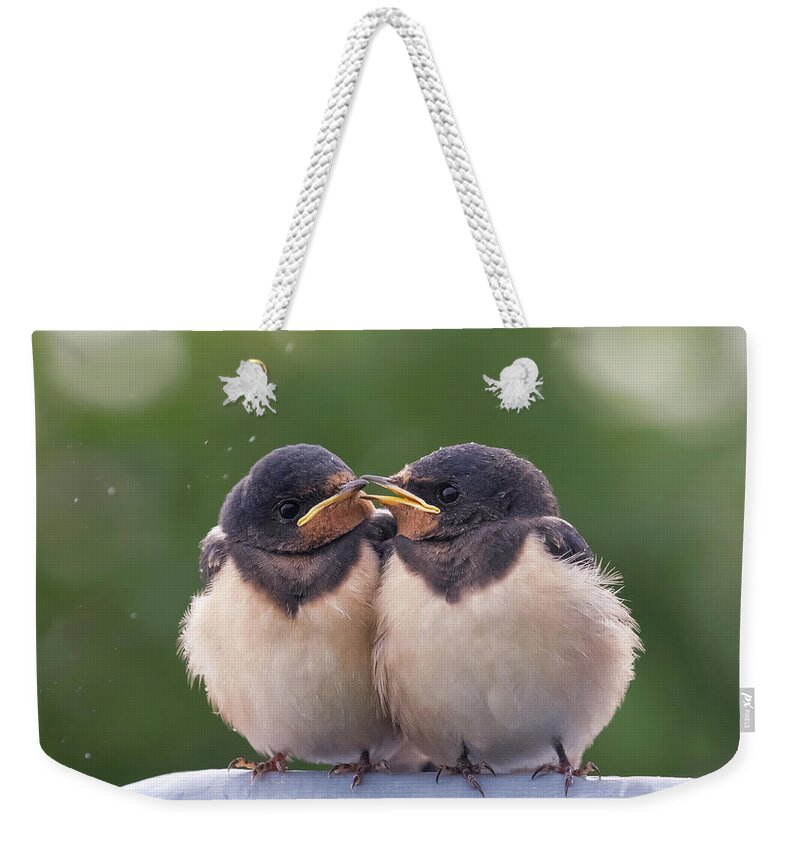 Barn Swallow Weekender Tote Bag featuring the photograph We Are One - Barn Swallow Babies by Roeselien Raimond