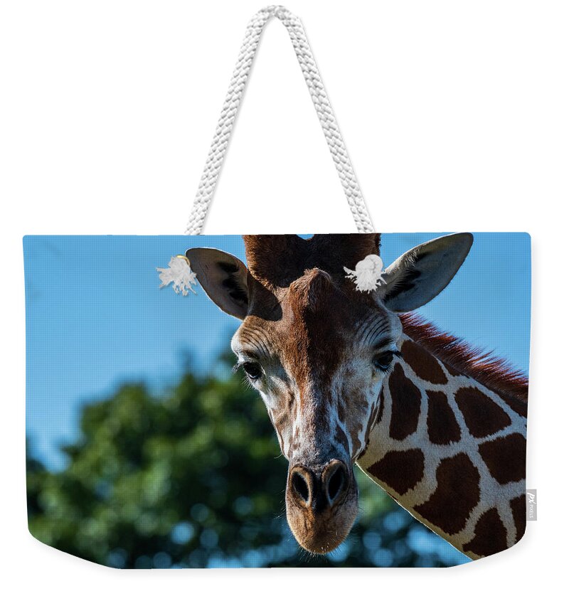 Reticulated Giraffe Weekender Tote Bag featuring the photograph Well Hello There by Rose Guinther