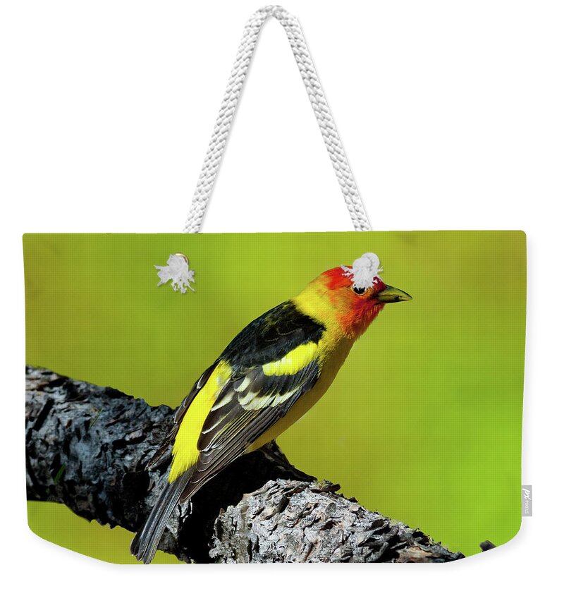Animal Weekender Tote Bag featuring the photograph Western Tanager by Jeff Goulden
