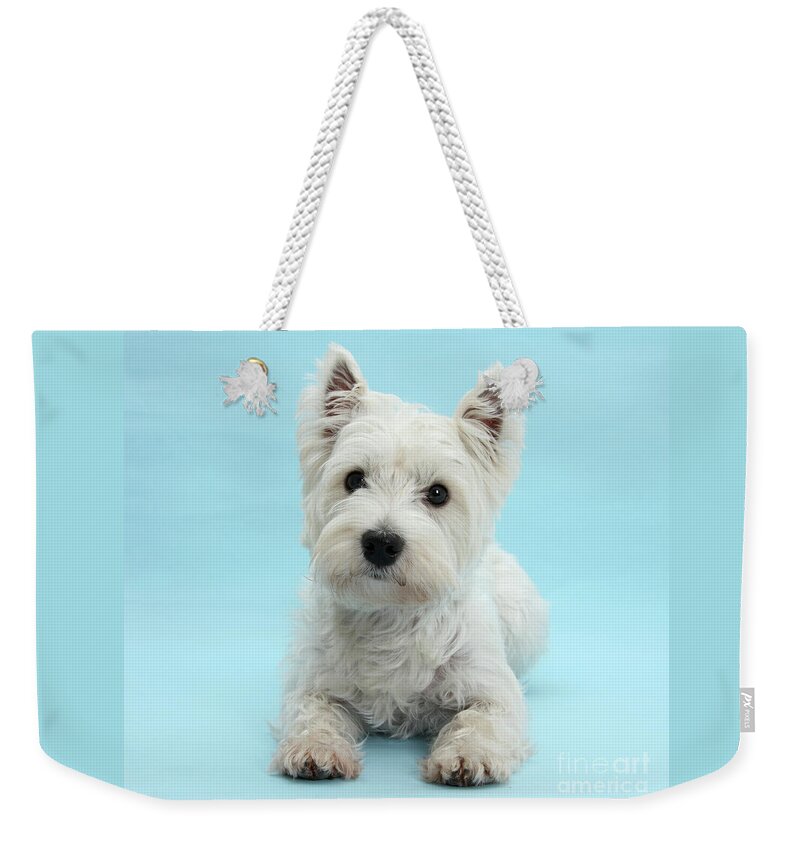 West Highland White Terrier Weekender Tote Bag featuring the photograph Westie on Blue by Warren Photographic