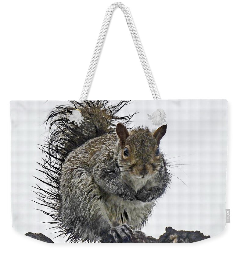 Grey Squirrel Weekender Tote Bag featuring the photograph Wet Squirrel by Lyuba Filatova