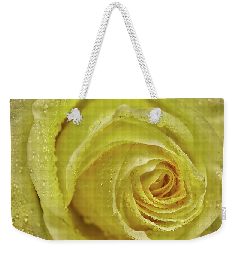 Rose Weekender Tote Bag featuring the photograph Wet Yellow Rose by Jon Glaser