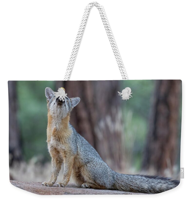 Fox Weekender Tote Bag featuring the photograph What does the Fox Say? by Randy Robbins