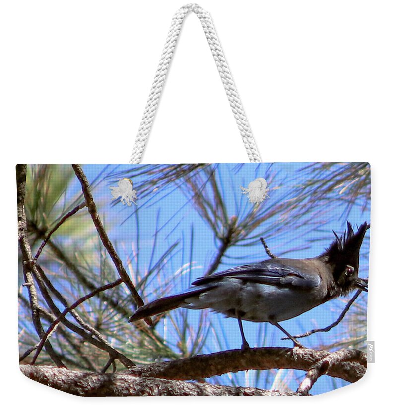 Bluejay Stellar's Bluejay Wild Bird Bird Nature Wildlife Wildlife Photography Nature Photography  Weekender Tote Bag featuring the photograph What is That? by Laura Putman