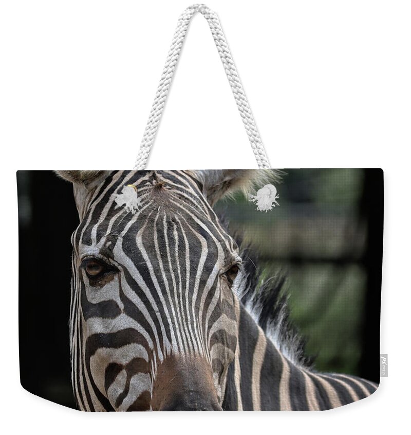 Zebra Weekender Tote Bag featuring the photograph Whatcha lookin at by M Kathleen Warren