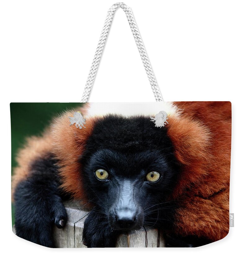 Red Ruffed Lemur Weekender Tote Bag featuring the photograph Whatchya Lookin At by Lens Art Photography By Larry Trager